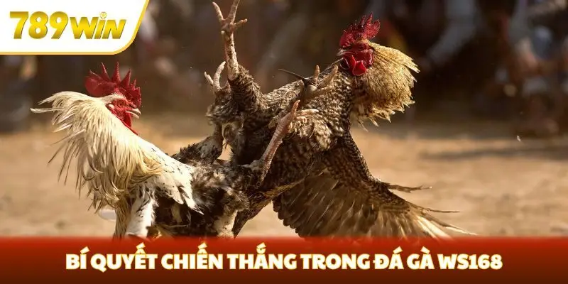 Bí quyết chiến thắng trong đá gà WS168