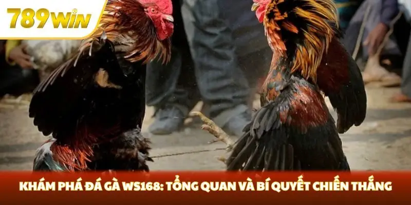 Khám Phá Đá Gà WS168: Tổng Quan Và Bí Quyết Chiến Thắng