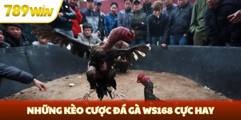 Những kèo cược đá gà WS168 cực hay