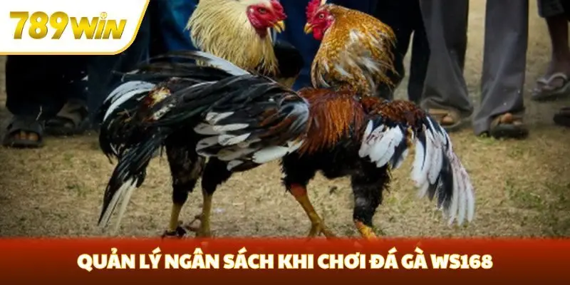 Quản lý ngân sách khi chơi đá gà WS168