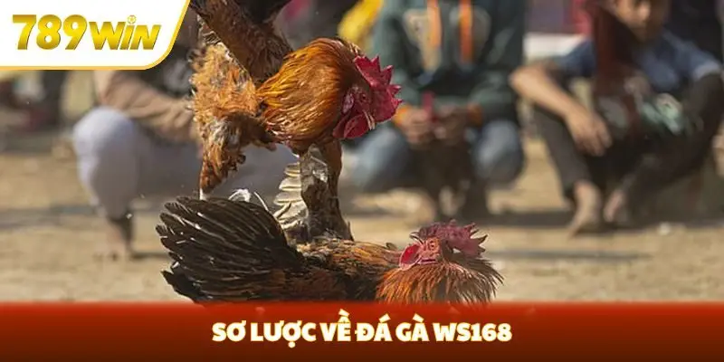 Sơ lược về đá gà WS168