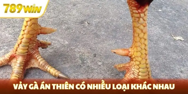 Vảy gà án thiên có nhiều loại khác nhau