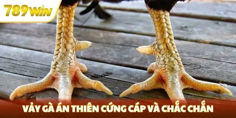 Vảy gà án thiên cứng cáp và chắc chắn