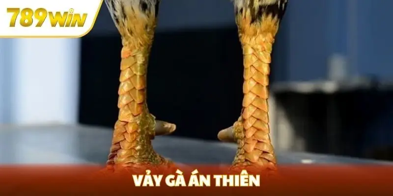 Vẫy gà án thiên